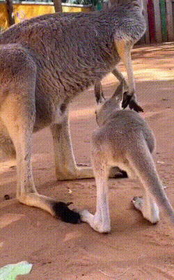 小袋鼠回一次家有多难