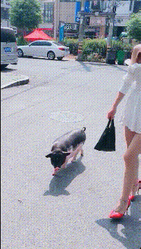 小姐姐你这宠物，现在按斤卖都很值钱啊