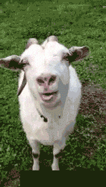 说说说说，说你爱我，说爱你我就大舌头